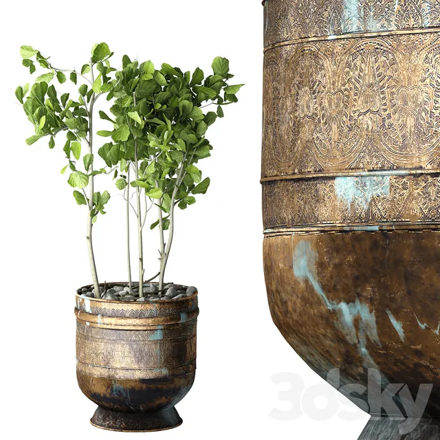 Plants – Flowers – 3D Models Download – Ficus Lyrata