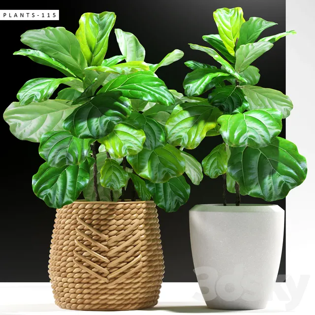 Plants – Flowers – 3D Models Download – Ficus plants 115 (max)