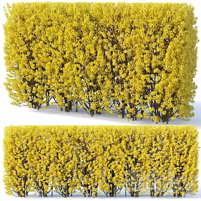 Plants – Flowers – 3D Models Download – Forsythia 2 hedge. H180 cm