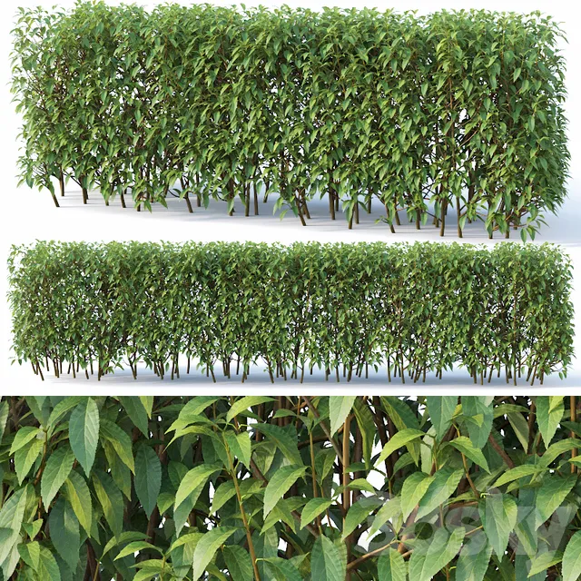 Plants – Flowers – 3D Models Download – Forsythia hedge summer 120cm (Vray)