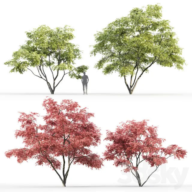 Plants – Flowers – 3D Models Download – Ginnala Maple Acer Ginnala # 2