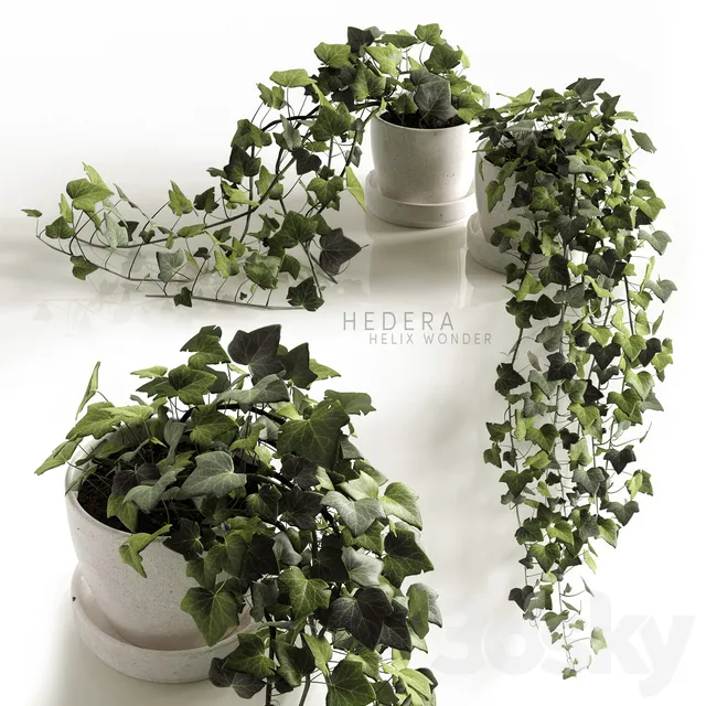 Plants – Flowers – 3D Models Download – Hedera Helix wonder plant