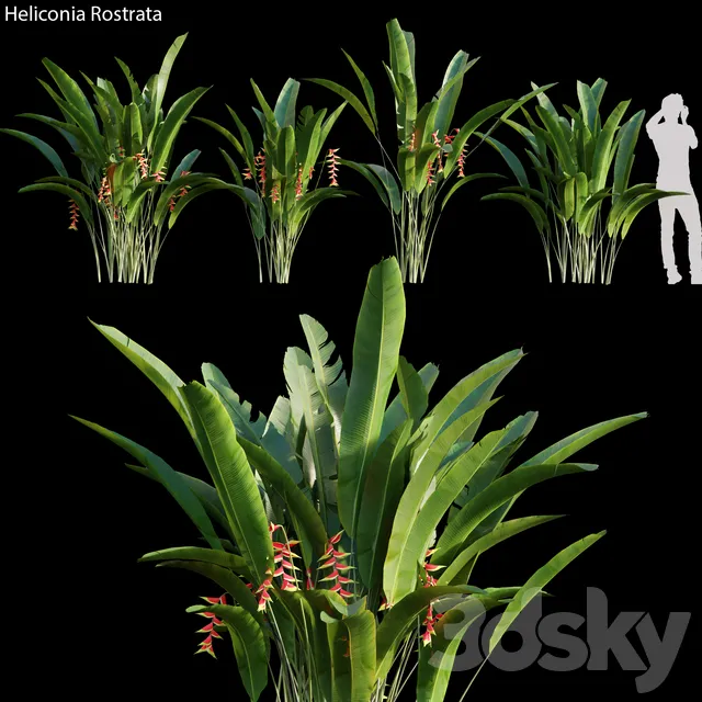 Plants – Flowers – 3D Models Download – Heliconia Rostrata 01