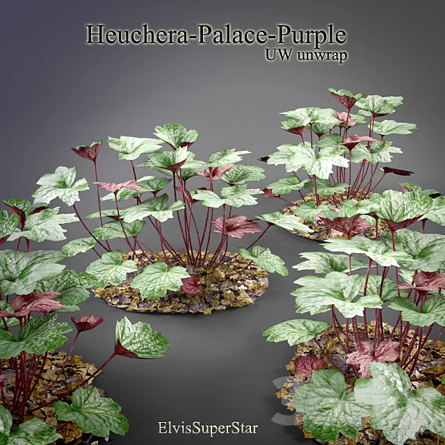 Plants – Flowers – 3D Models Download – Heuchera – Palace – Purple
