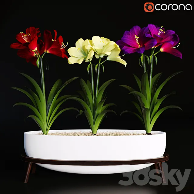 Plants – Flowers – 3D Models Download – Hippeastrum