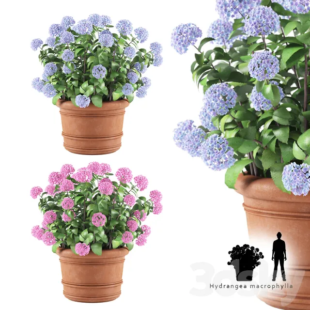Plants – Flowers – 3D Models Download – Hortense in a plant Hydrangea macrophylla