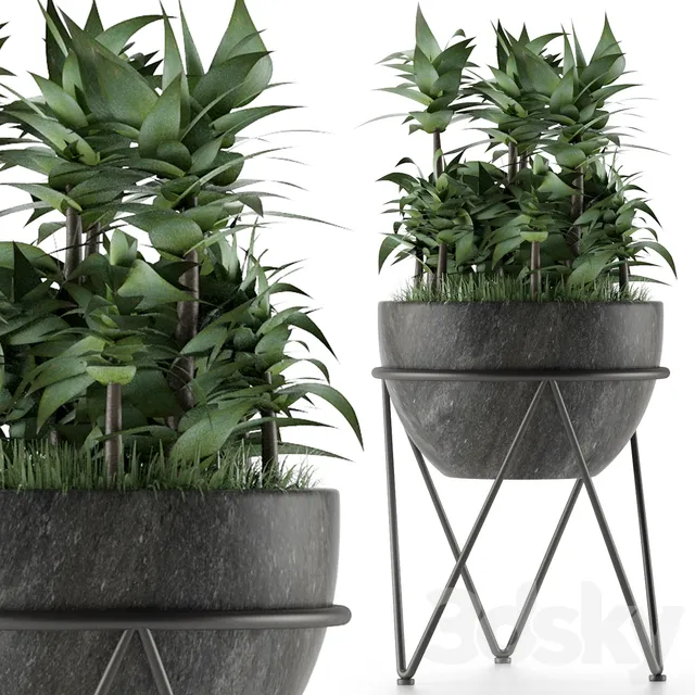 Plants – Flowers – 3D Models Download – House Plant 21