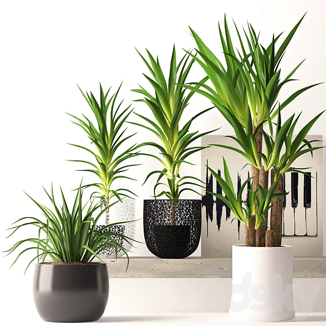 Plants – Flowers – 3D Models Download – Houseplant Set