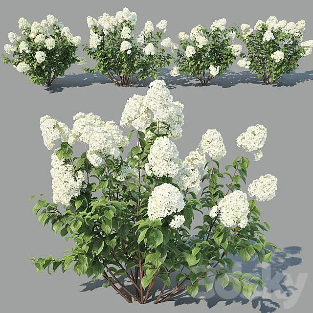 Plants – Flowers – 3D Models Download – Hydrangea Paniculata 4 variations