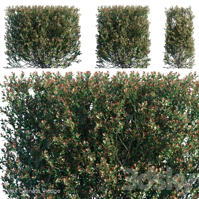 Plants – Flowers – 3D Models Download – Ilex Crenata hedge (max; fbx)  3d model