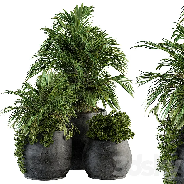 Plants – Flowers – 3D Models Download – Indoor Plant Set 113 – Black Pot