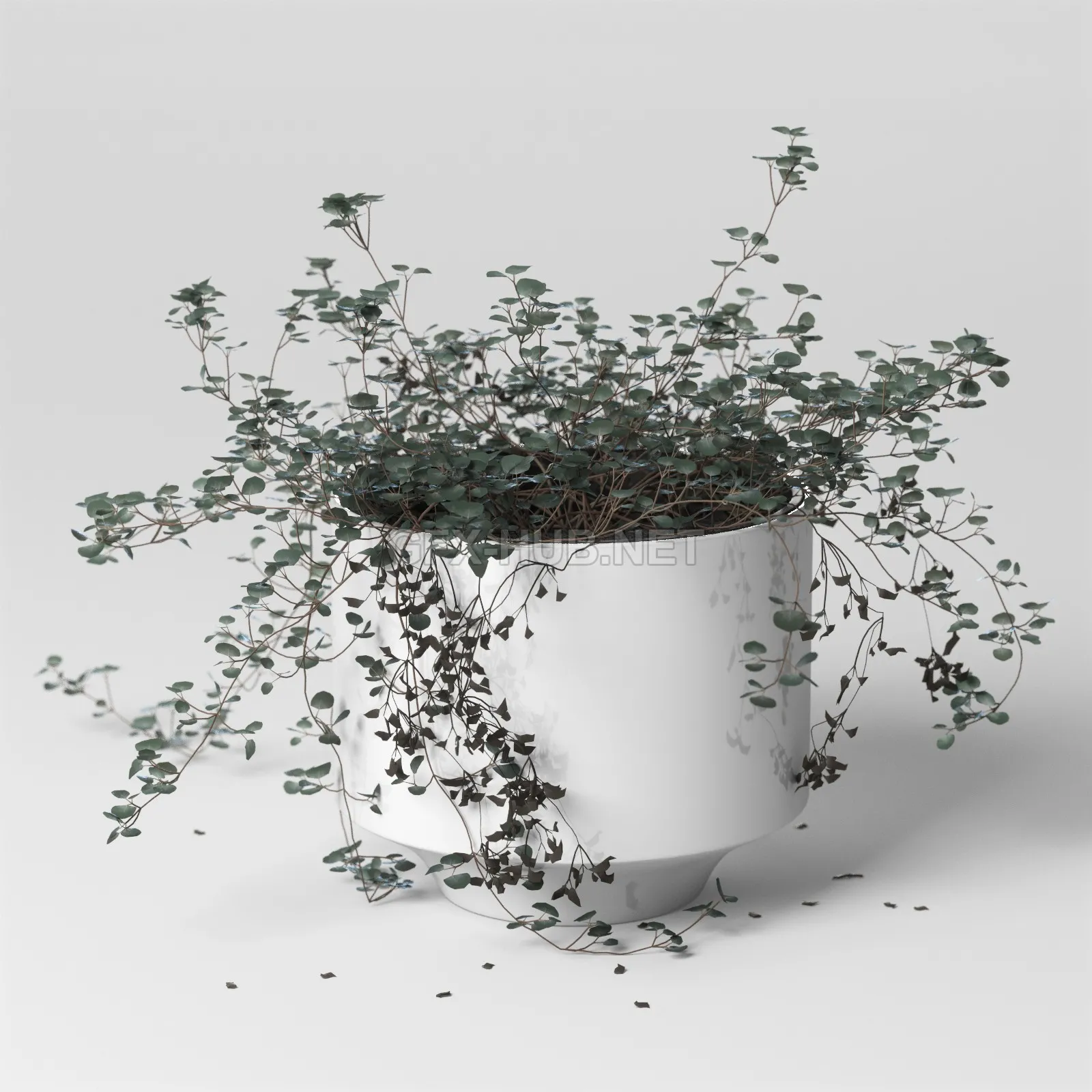 Plants – Flowers – 3D Models Download – Indoor plant Soleirolia (max 2012; 2015; fbx)