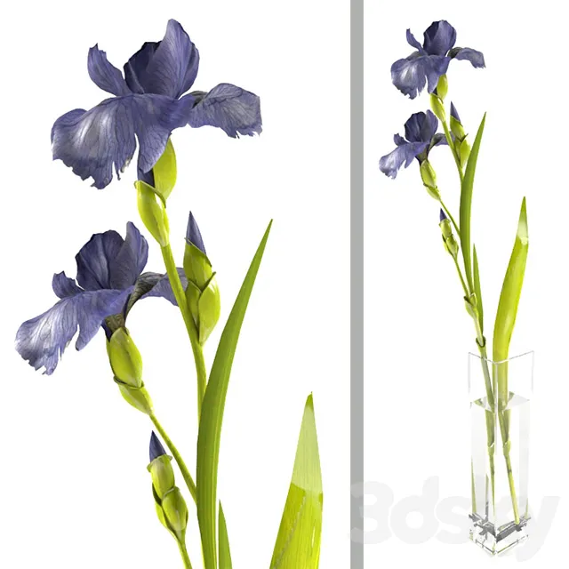 Plants – Flowers – 3D Models Download – Iris sprig in a rectangular vase
