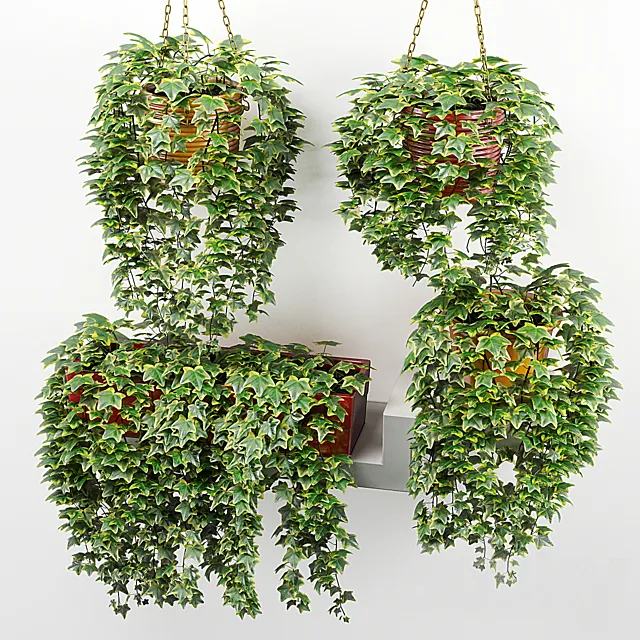 Plants – Flowers – 3D Models Download – Ivy in pot