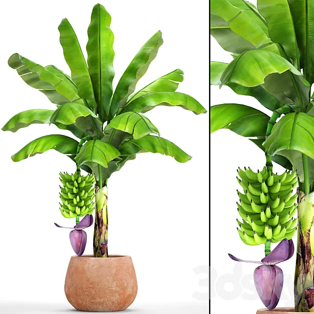 Plants – Flowers – 3D Models Download – Japanese banana 1