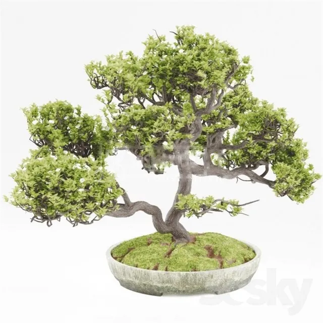 Plants – Flowers – 3D Models Download – Japanese bonsai