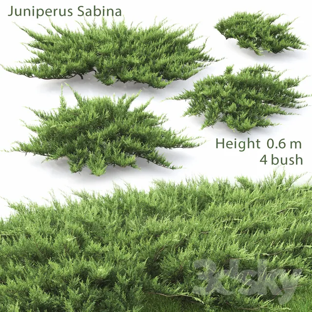 Plants – Flowers – 3D Models Download – Juniperus Cossack # 2