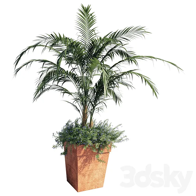 Plants – Flowers – 3D Models Download – Kentia Palm