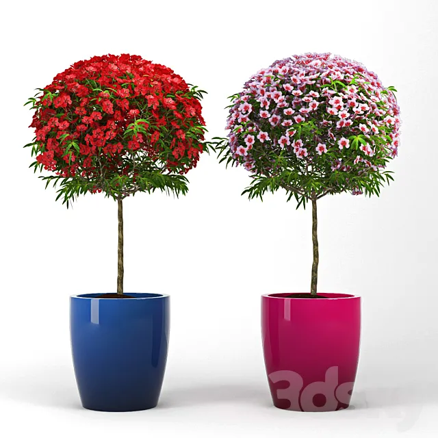 Plants – Flowers – 3D Models Download – Leptospermum.Topiary