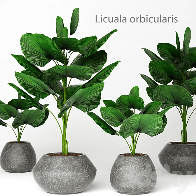 Plants – Flowers – 3D Models Download – Licuala orbicularis 2