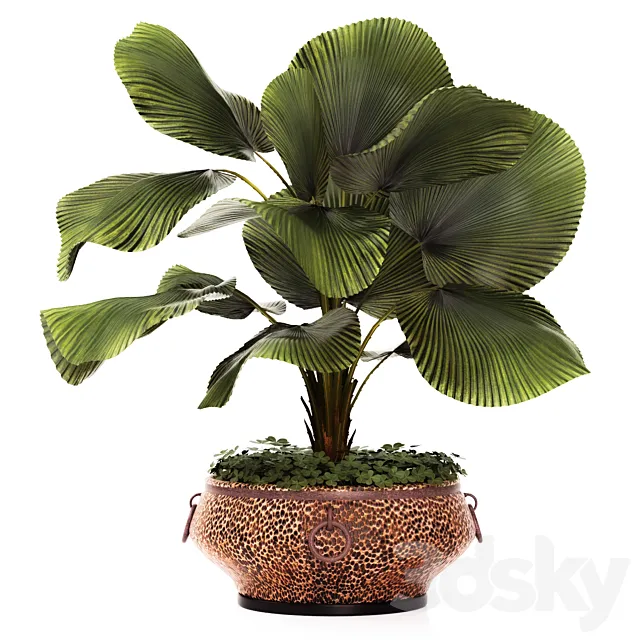 Plants – Flowers – 3D Models Download – Licuala plants 09