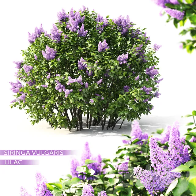 Plants – Flowers – 3D Models Download – Lilac blooming №2 (Vray; Corona)