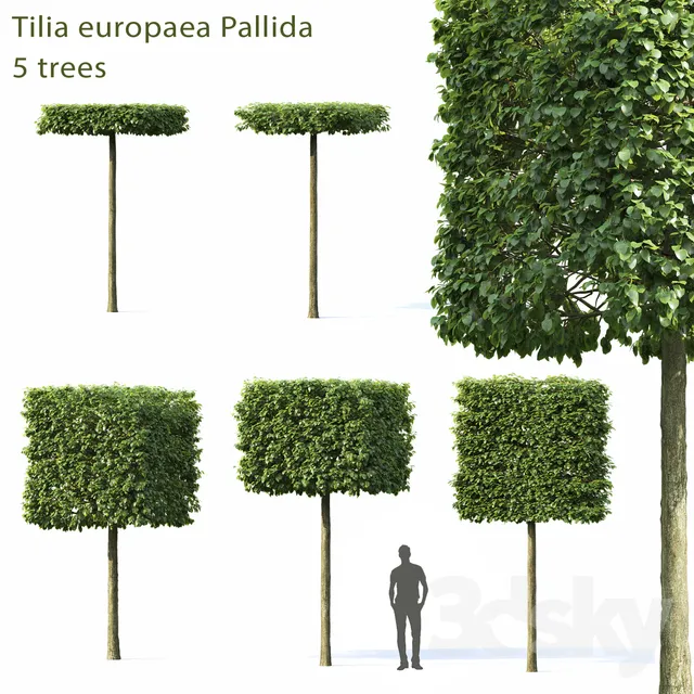 Plants – Flowers – 3D Models Download – Lime-tree European Pallida # 1