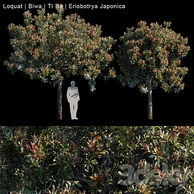 Plants – Flowers – 3D Models Download – Loquat Biwa Eriobotrya japonica (max; fbx) 3d model
