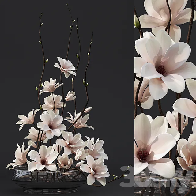 Plants – Flowers – 3D Models Download – Magnolia 3