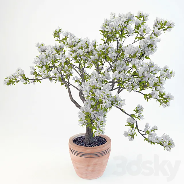 Plants – Flowers – 3D Models Download – Magnolia Soulangeana