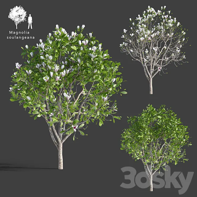 Plants – Flowers – 3D Models Download – Magnolia Sulange Magnolia x soulangeana (max; fbx)