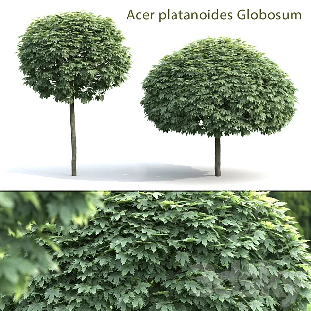 Plants – Flowers – 3D Models Download – Maple Globozum (2 trees)