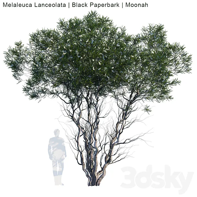 Plants – Flowers – 3D Models Download – Melaleuca Lanceolata Black Paperbark Moonah (max; fbx)