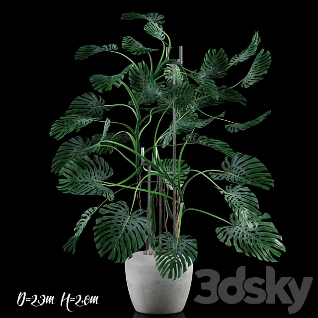 Plants – Flowers – 3D Models Download – Monstera Big (max 2011; fbx)