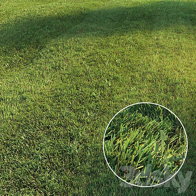 Plants – Flowers – 3D Models Download – Mowed lawn