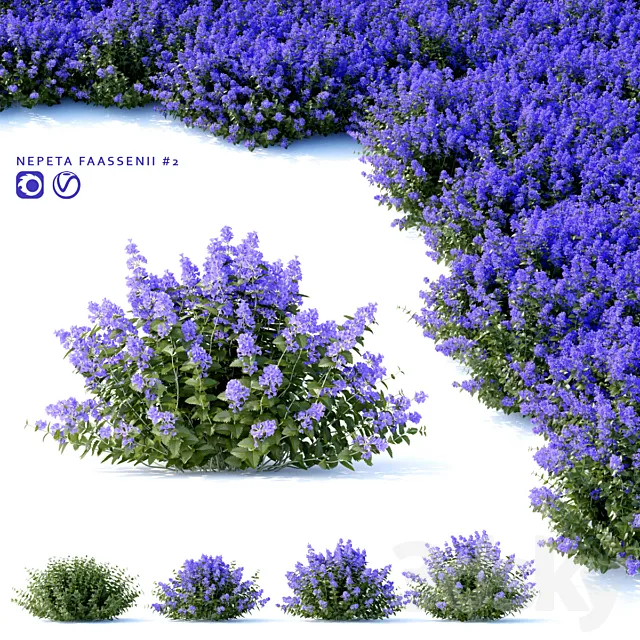 Plants – Flowers – 3D Models Download – Nepeta fassenii # 2