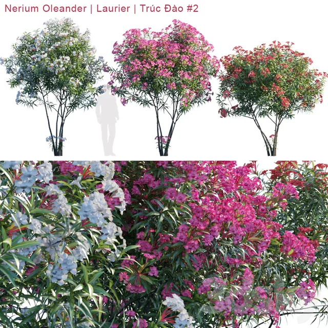 Plants – Flowers – 3D Models Download – Nerium Oleander Laurier