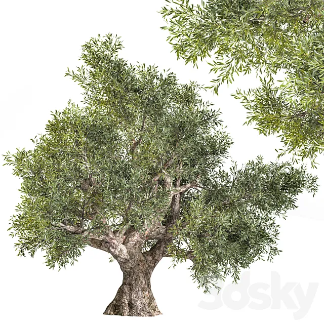 Plants – Flowers – 3D Models Download – olive tree 02