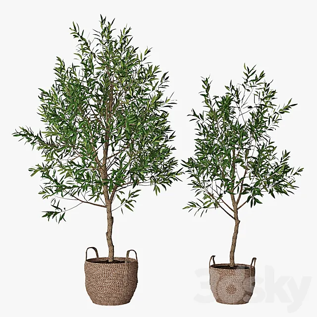 Plants – Flowers – 3D Models Download – Olive tree