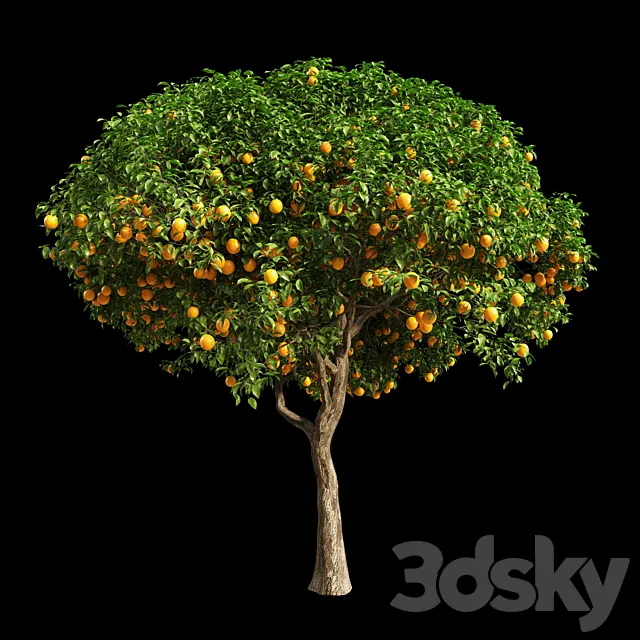 Plants – Flowers – 3D Models Download – Orange Tree 12