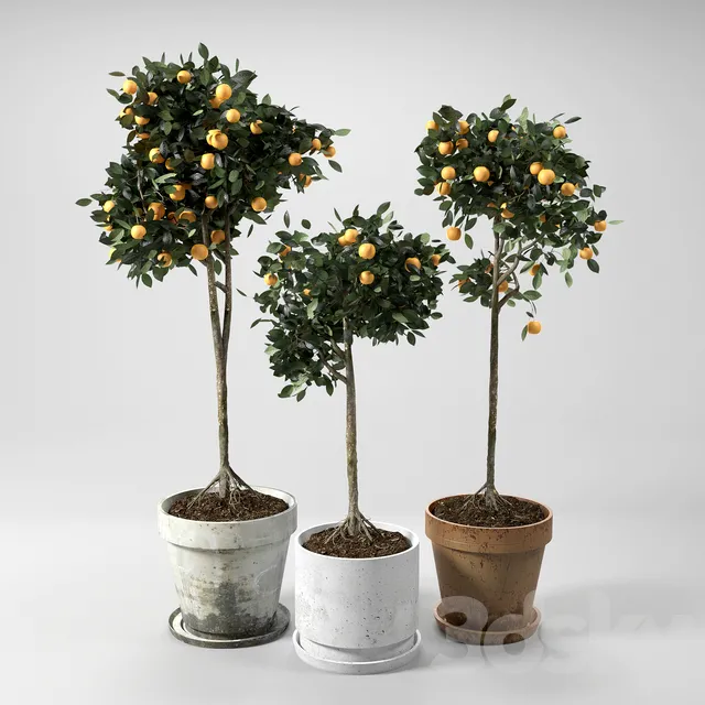 Plants – Flowers – 3D Models Download – Orange Trees.set.01