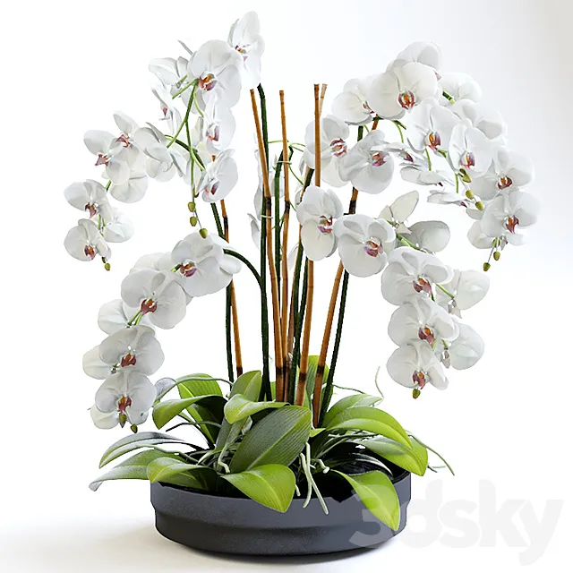 Plants – Flowers – 3D Models Download – Orchid 2
