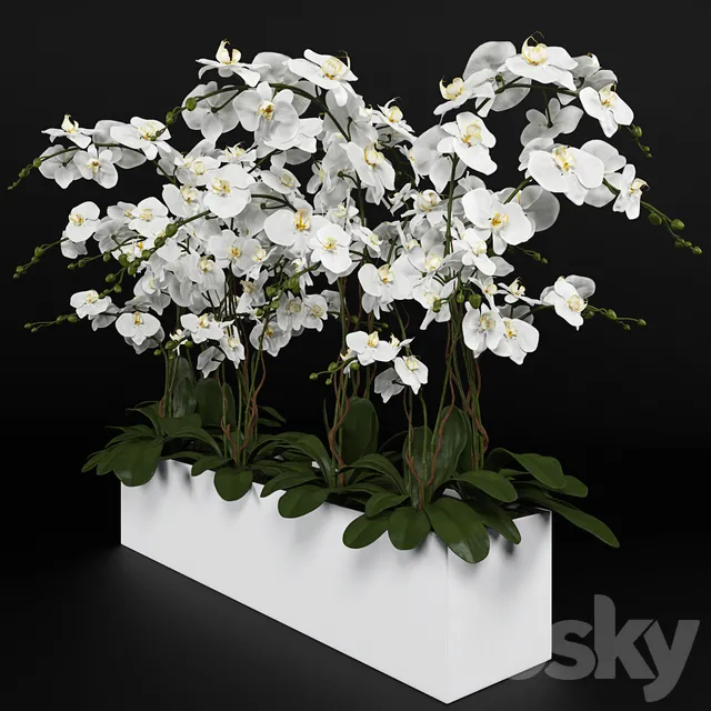 Plants – Flowers – 3D Models Download – Orchid 4