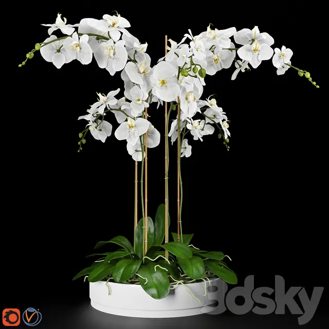 Plants – Flowers – 3D Models Download – Orchid 5