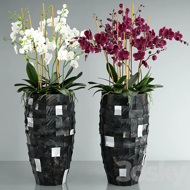 Plants – Flowers – 3D Models Download – Orchid 6