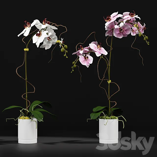 Plants – Flowers – 3D Models Download – Orchid 8