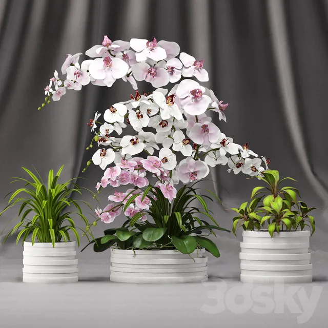 Plants – Flowers – 3D Models Download – Orchid arrangement 7