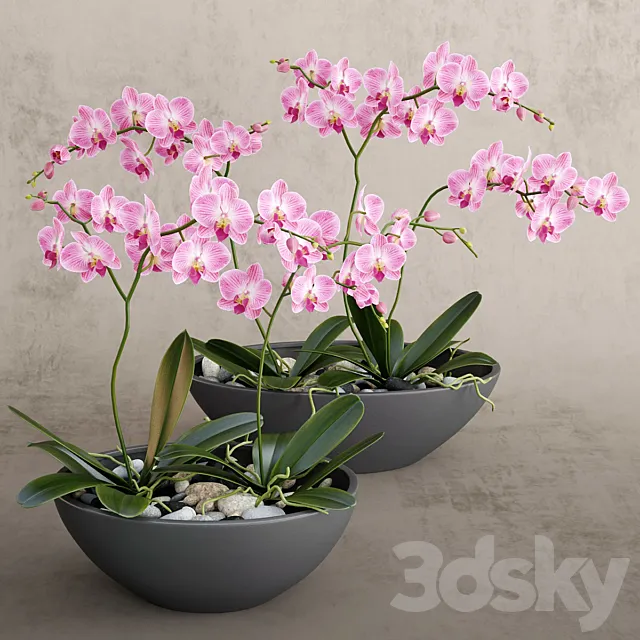 Plants – Flowers – 3D Models Download – Orchid pink