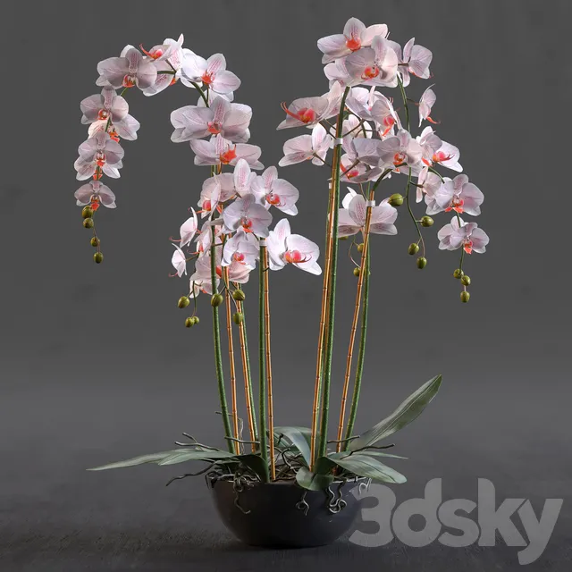 Plants – Flowers – 3D Models Download – Orchid