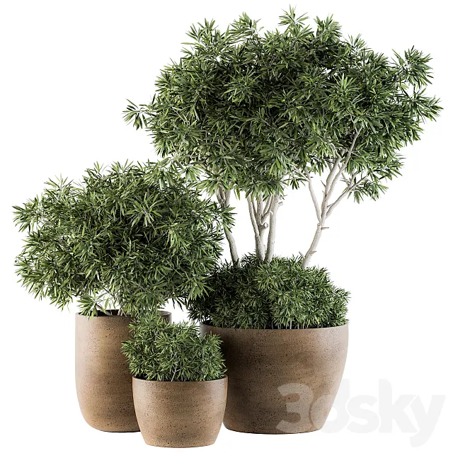 Plants – Flowers – 3D Models Download – Outdoor Plants decorative tree in Concrete flowerpot Set 111